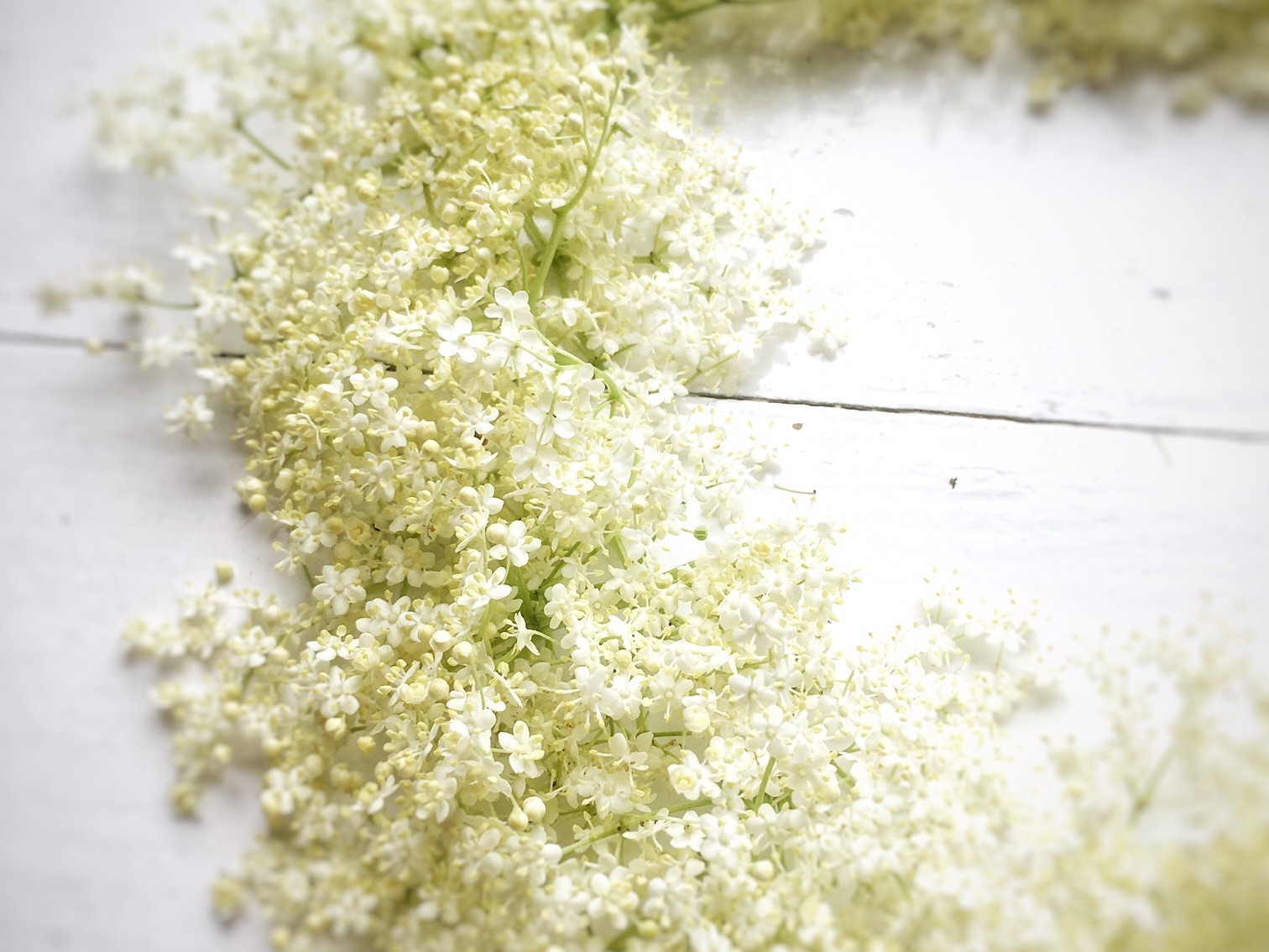 Holunderblüten für Holundersaft